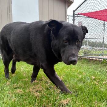 Buckley -  Black Labrador Retriever and German Shepherd Dog Dog for Adoption in Dixon, Illinois - Buckley | PetCurious