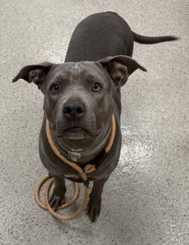 Rescue Pit Bull Terrier and Mixed Breed Dogs for Adoption in Fishers, Indiana - Trudy Judy | PetCurious