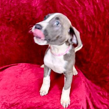 Daenerys -  Hound and Mixed Breed Dog for Adoption in Franklin, North Carolina - Daenerys | PetCurious