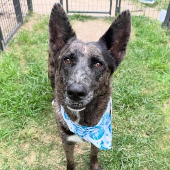Trout -  Catahoula Leopard Dog and German Shepherd Dog Dog for Adoption in Houston, Texas - Trout | PetCurious