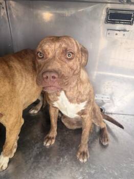 Mixed Breed Dogs Available for Adoption in Dallas, Texas - ZARA | PetCurious