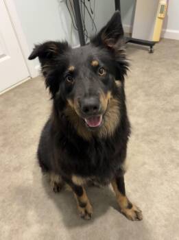 Penny -  Australian Shepherd Dog for Adoption in Grant, Nebraska - Penny | PetCurious