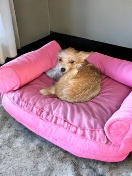 Rescue Yorkshire Terrier and Chihuahua Dogs for Adoption in San Antonio, Texas - Marti | PetCurious