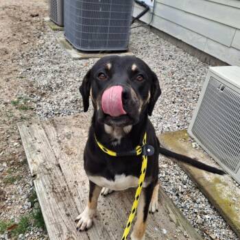 Rottweiler Dogs Available for Adoption in Conway, New Hampshire - Whiskey | PetCurious