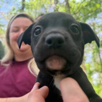 Mixed Breed Dogs Available for Adoption in Chattanooga, Tennessee - Zoro | PetCurious