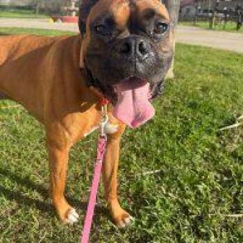 Boxer Dogs Available for Adoption - Monkey | PetCurious
