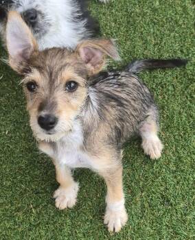 Cairn Terrier Dogs Available for Adoption in Carrollton, Texas - Maple | PetCurious