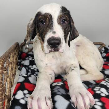 Winston -  Dalmatian and Great Pyrenees Dog for Adoption in Fort Wayne, Indiana - Winston | PetCurious