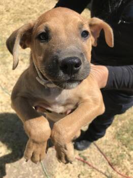 TOAST -  Mixed Breed Dog for Adoption in Dallas, Texas - TOAST | PetCurious