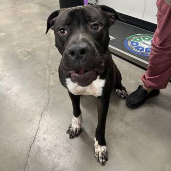 Malick -  Cane Corso Dog for Adoption in Tampa, Florida - Malick | PetCurious