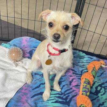 Biscotti -  Terrier and Chihuahua Dog for Adoption in Prescott, Arizona - Biscotti | PetCurious