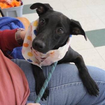 Cletus -  Labrador Retriever and Mixed Breed Dog for Adoption in Birmingham, Alabama - Cletus | PetCurious