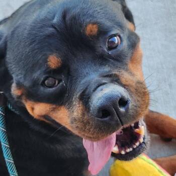 Eleanor -  Rottweiler Dog for Adoption in Plainfield, Illinois - Eleanor | PetCurious