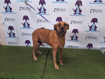 Rescue Boxer and Mixed Breed Dogs for Adoption in Orlando, Florida - ROCKY | PetCurious