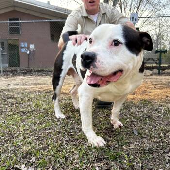 Pit Bull Terrier Dogs Available for Adoption - Dexter **Courtesy Post. Out Of Town Pet. See Below For Details** | PetCurious