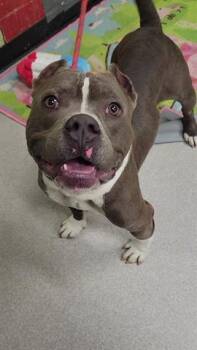 TANK -  Pit Bull Terrier Dog for Adoption in Indianapolis, Indiana - TANK | PetCurious