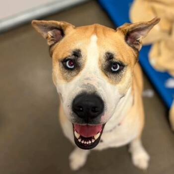 Buddy -  Mixed Breed Dog for Adoption in Bismarck, North Dakota - Buddy | PetCurious