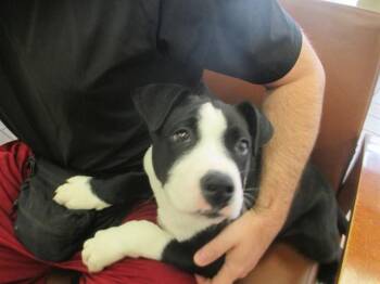 American Staffordshire Terrier Dogs Available for Adoption in Ocala, Florida - KLONDIKE | PetCurious