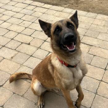 Dutch Shepherd and Belgian Shepherd Malinois Dogs Available for Adoption - Monty | PetCurious