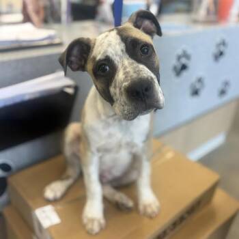 Brodie 4 months AVAILABLE 7/24 -  Mastiff Dog for Adoption in Sterling, Massachusetts - Brodie 4 Months AVAILABLE 7/24 | PetCurious