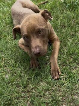 Rescue American Staffordshire Terrier and Mixed Breed Dogs for Adoption in Chester, South Carolina - CONAN | PetCurious