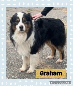 Australian Shepherd Dogs Available for Adoption in Iron River, Michigan - Graham | PetCurious