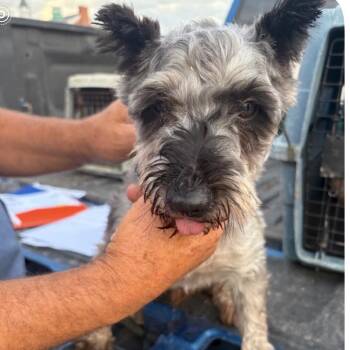 Ansel -  Miniature Schnauzer Dog for Adoption in Normal, Illinois - Ansel | PetCurious