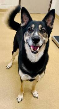Siberian Husky and Mixed Breed Dogs Available for Adoption - CALI | PetCurious