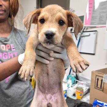 Punky -  Terrier and Mixed Breed Dog for Adoption in Cleveland, Mississippi - Punky | PetCurious