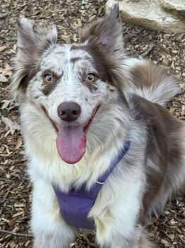 Rescue Australian Shepherd Dogs for Adoption in Ontario, California - Mo FL | PetCurious