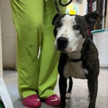 Rescue Pit Bull Terrier Dogs for Adoption in Yanceyville, North Carolina - Xanadu(Poppy) 24-0338 | PetCurious