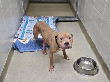 BROTH -  Boxer and Mixed Breed Dog for Adoption in Omaha, Nebraska - BROTH | PetCurious
