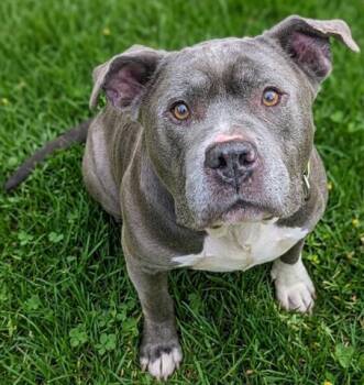 Staffordshire Bull Terrier Dogs Available for Adoption in Akron, Ohio - AL | PetCurious
