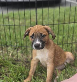 Layla -  Labrador Retriever Dog for Adoption in Sanford, Florida - Layla | PetCurious