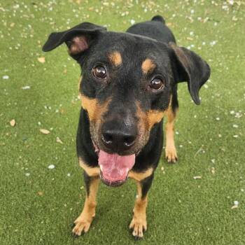 Haisai -  Mixed Breed and Doberman Pinscher Dog for Adoption in Austin, Texas - Haisai | PetCurious