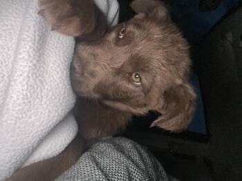CoffeeSisters-Java -  Australian Cattle Dog Blue Heeler and Border Collie Dog for Adoption in Hardin, Montana - CoffeeSisters-Java | PetCurious