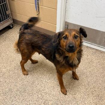 Ruby -  Mixed Breed Dog for Adoption in Brentwood, Missouri - Ruby | PetCurious