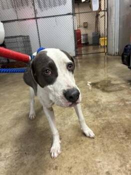 Honey -  Hound and Mixed Breed Dog for Adoption in Gainesville, Florida - Honey | PetCurious