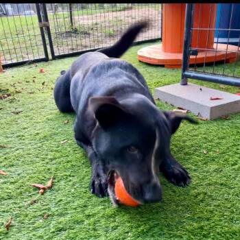 Rescue Black Labrador Retriever Dogs for Adoption in Spring, Texas - Dude | PetCurious