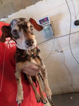 Rescue Mixed Breed Dogs for Adoption in Leander, Texas - Oscar | PetCurious