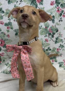 261242  Milly -  Labrador Retriever Dog for Adoption in Wetumpka, Alabama - 261242  Milly | PetCurious