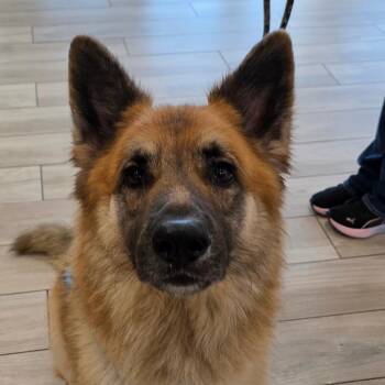 Red Wing -  Shepherd Dog for Adoption in Chatham, Virginia - Red Wing | PetCurious