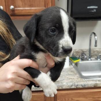 Australian Shepherd Dogs Available for Adoption in Tupelo, Mississippi - Ryder - 032405U | PetCurious