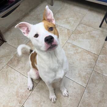 Chico -  Pit Bull Terrier Dog for Adoption in Galveston, Texas - Chico | PetCurious