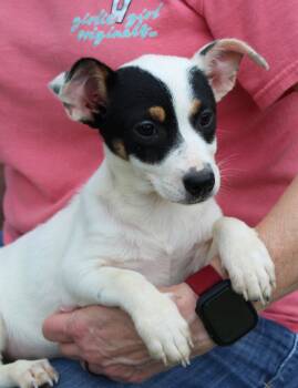Labrador Retriever Dogs Available for Adoption in Prattville, Alabama - Nala 43500 | PetCurious