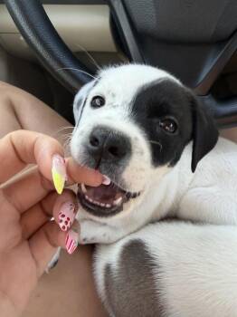 David Doe -  Pit Bull Terrier and Cattle Dog Dog for Adoption in Aurora, Colorado - David Doe | PetCurious