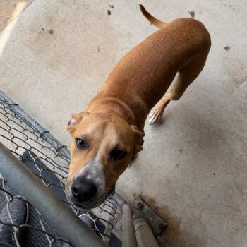 Atlas -  Terrier Dog for Adoption in Birmingham, Alabama - Atlas | PetCurious