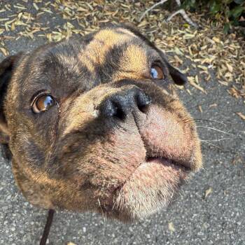 Moose -  English Bulldog Dog for Adoption in Goleta, California - Moose | PetCurious