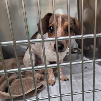Foxy -  Mixed Breed Dog for Adoption in Memphis, Tennessee - Foxy | PetCurious