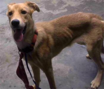 SUNFLOWER -  Labrador Retriever Dog for Adoption in Tallahassee, Florida - SUNFLOWER | PetCurious